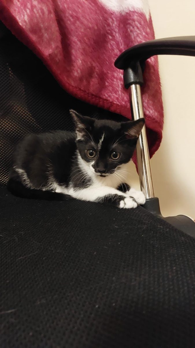Adoptie urgenta 2 pui de pisica