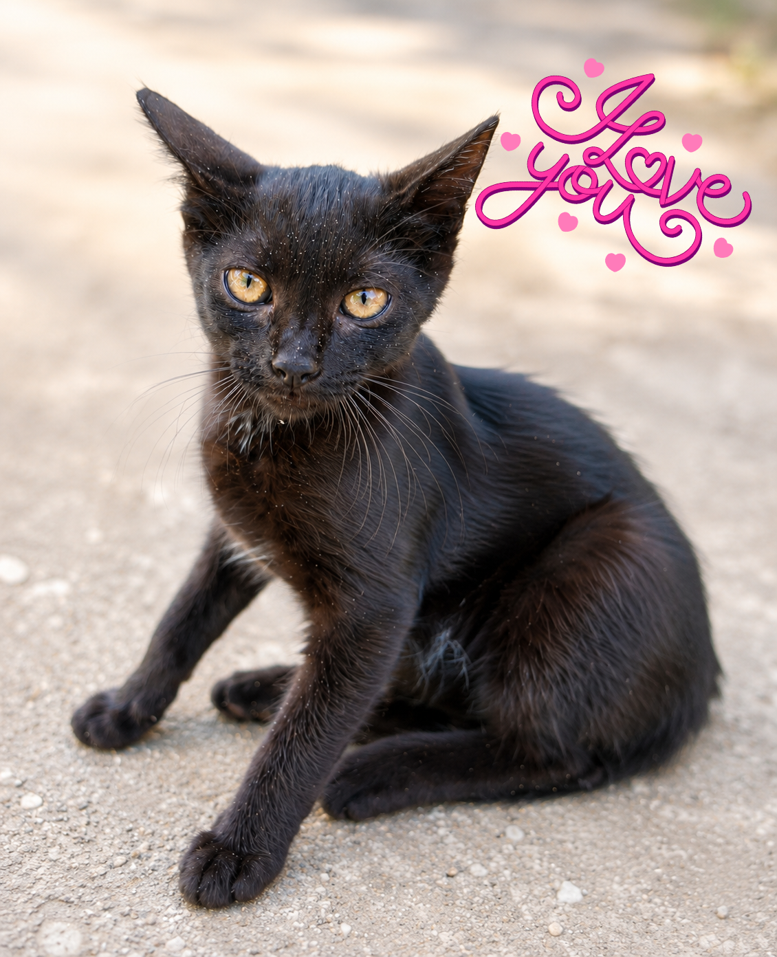 Adoptie pui de pisica Felicity