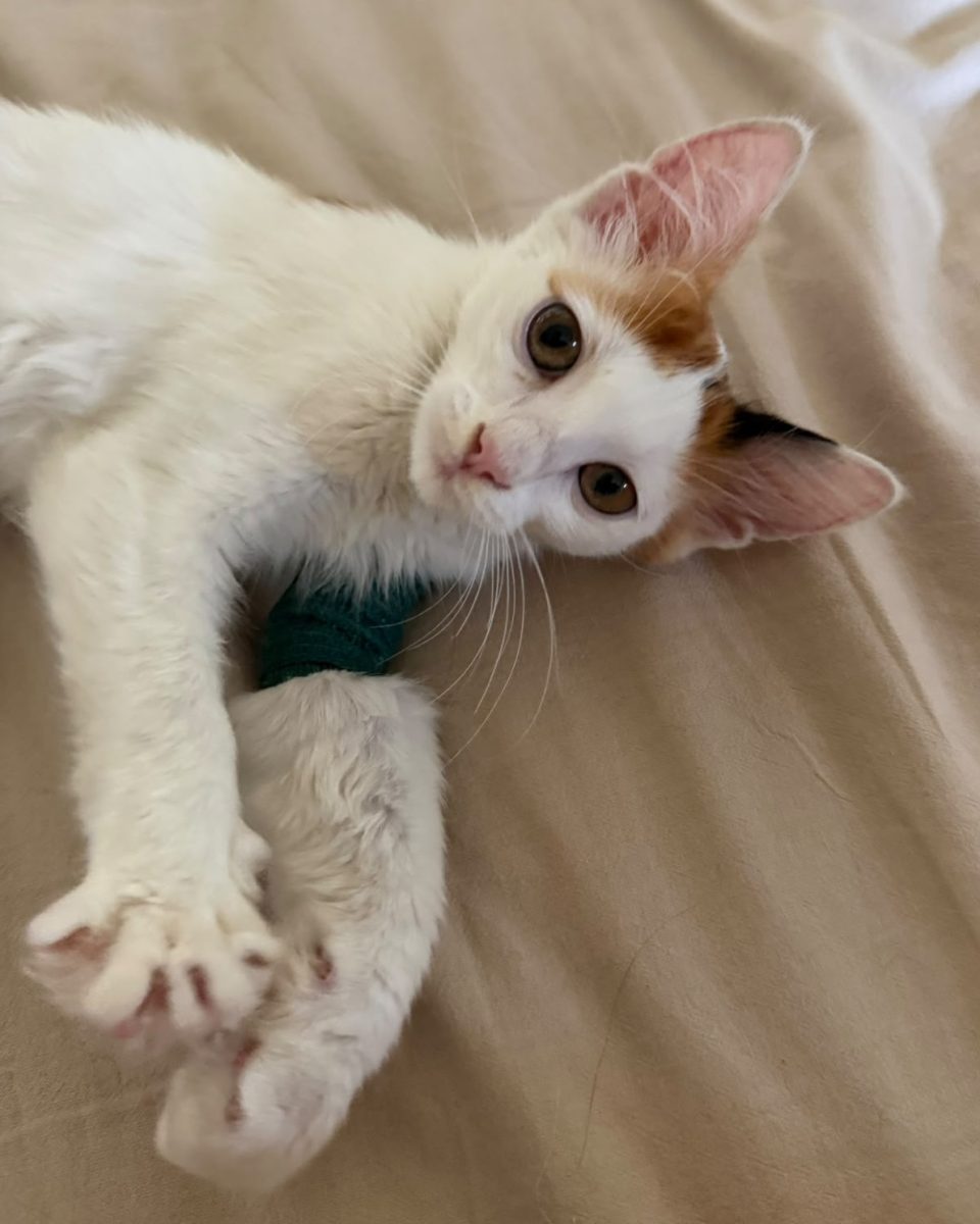Adoptie pui de pisica Irinuca