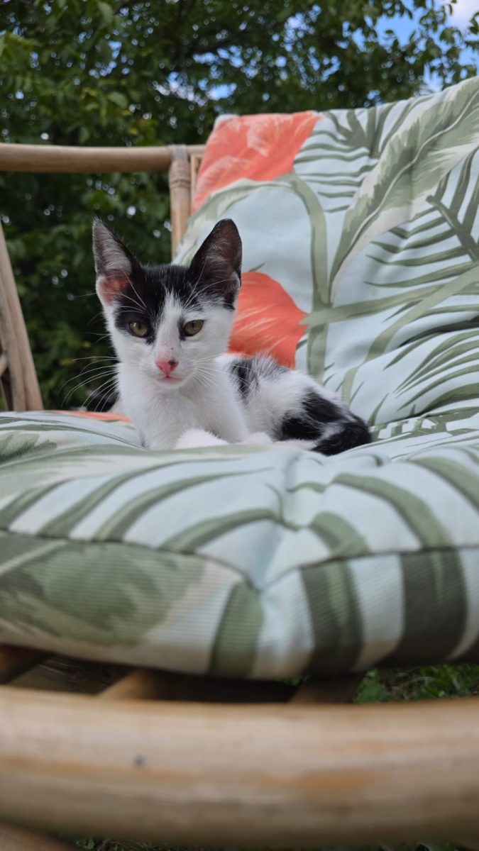 Dunga pentru adoptie, cu zestre