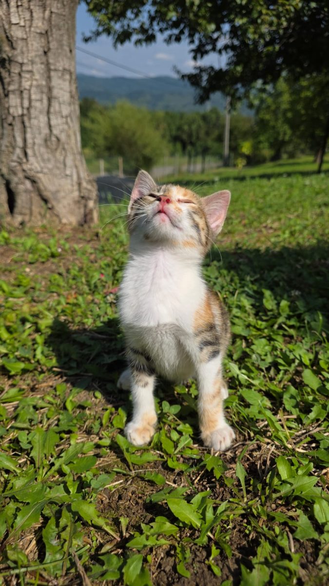 Calico pentru adoptie, cu zestre