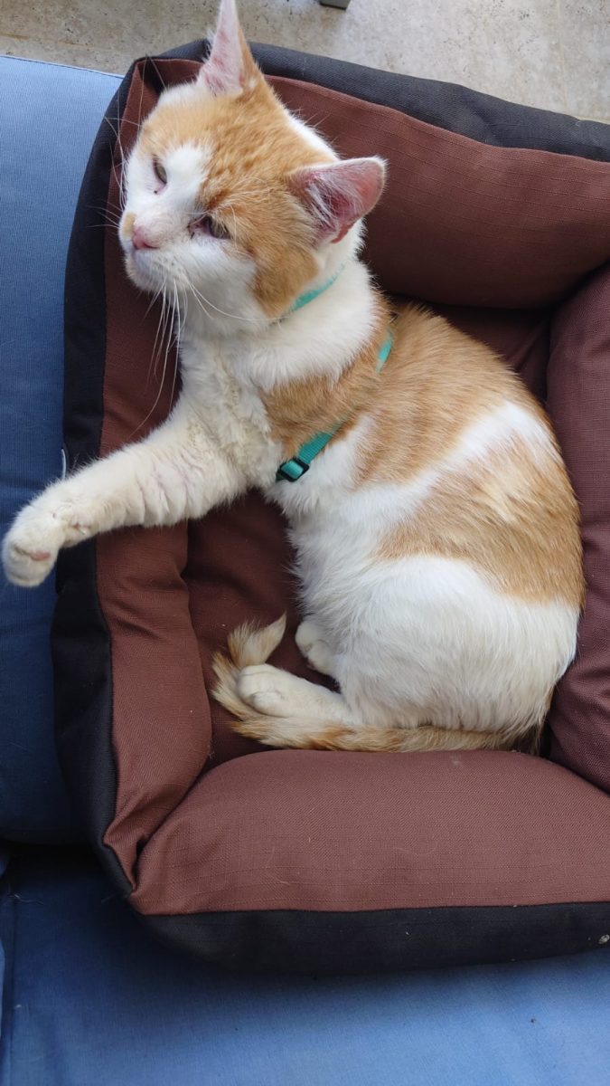 Bunatate de motan pentru adopție!💙💙💙
