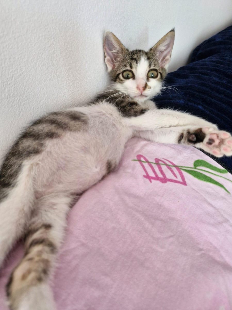 Lipicioasa asta mica,isi cauta o familie!💖💖💖