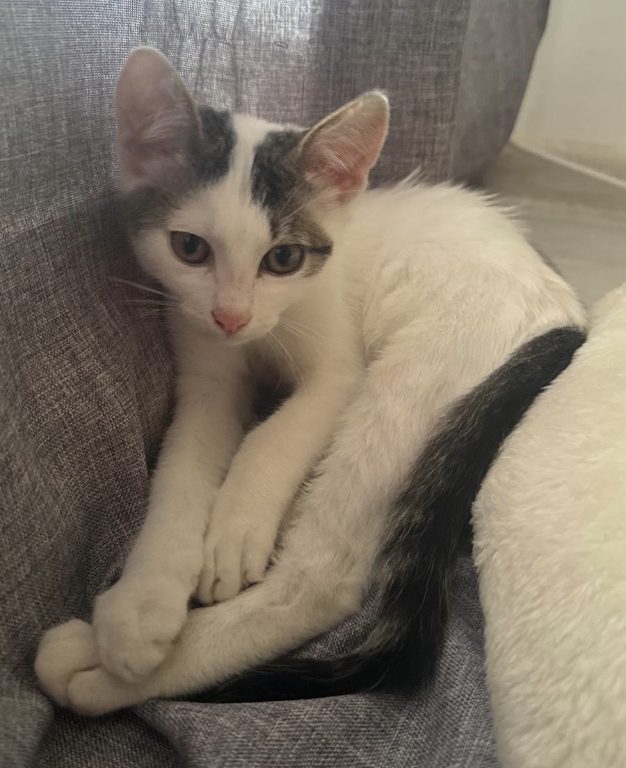 Motanel de poveste abia așteaptă sa il iei acasă!😻😻😻