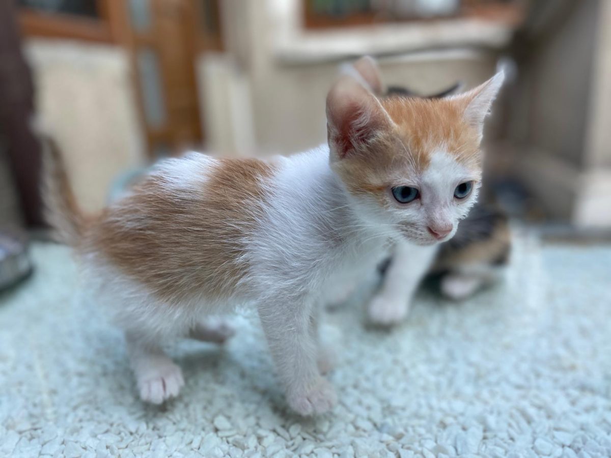 2 puiuți Calico caută familii iubitoare