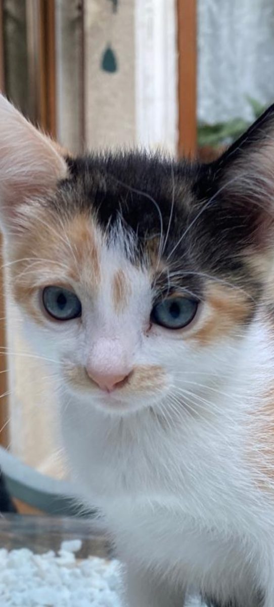 Îmblănita Calico cu sprânceană desenată își caută familie iubitoare