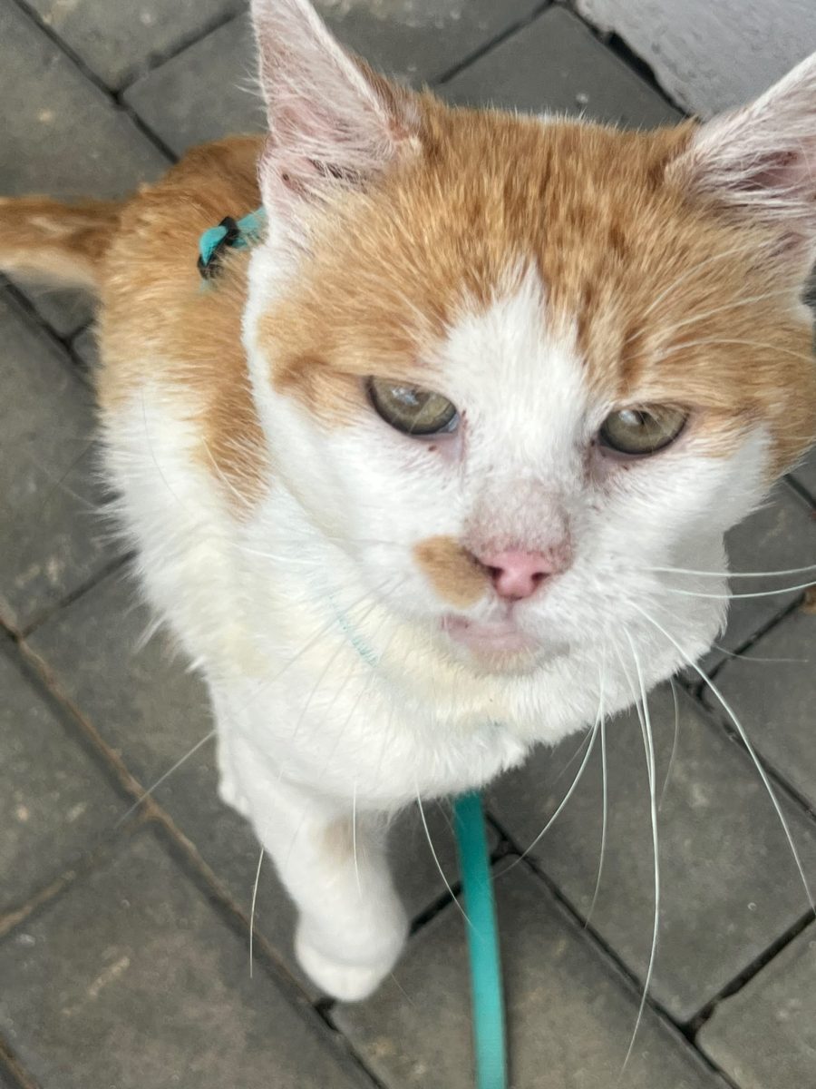 Motanel cu trei piciorușe își dorește o familie iubitoare și responsabilă!😻😻😻