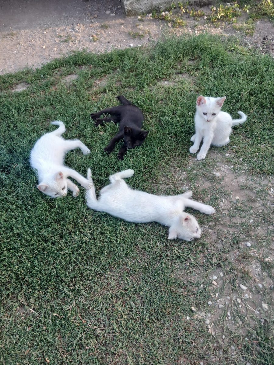 Pisicute in cautare de familii