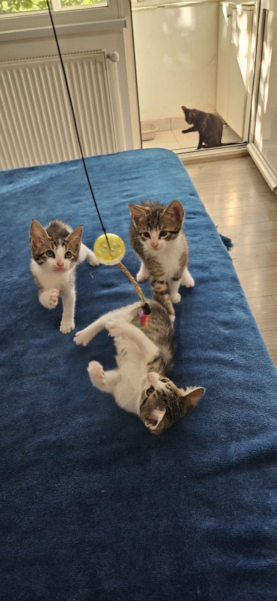 3 pisicuțe spre adopție