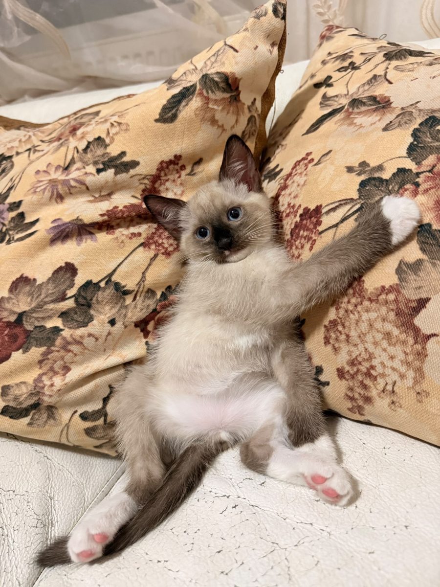 Pisici – adoptie