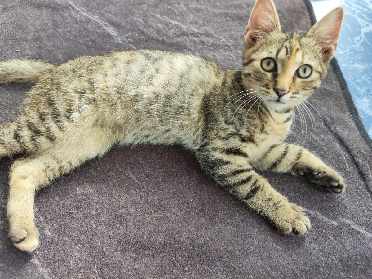 Adopție pisicuță de 2-3 luni