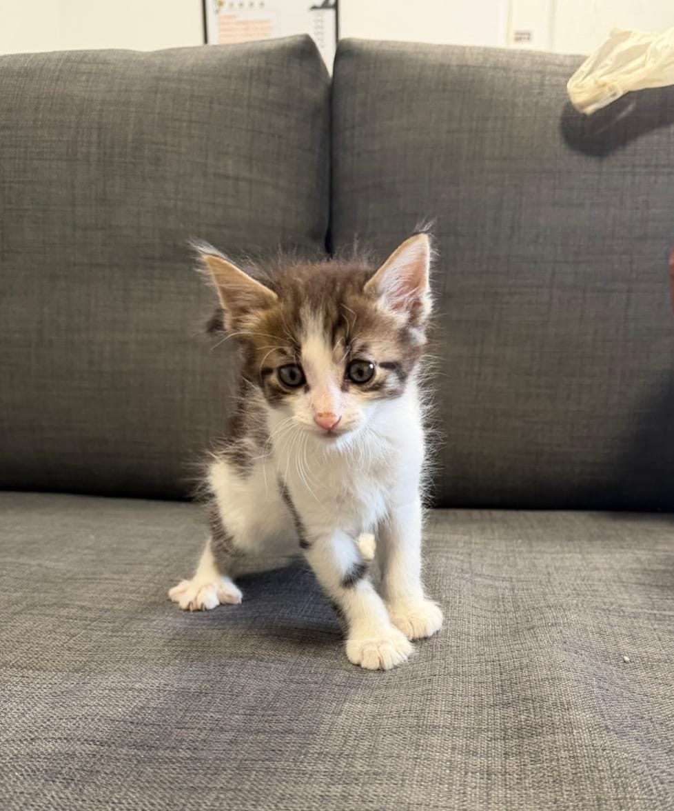 Patru puiuți asteapta ca viața lor sa se schimbe!😻😻😻😻