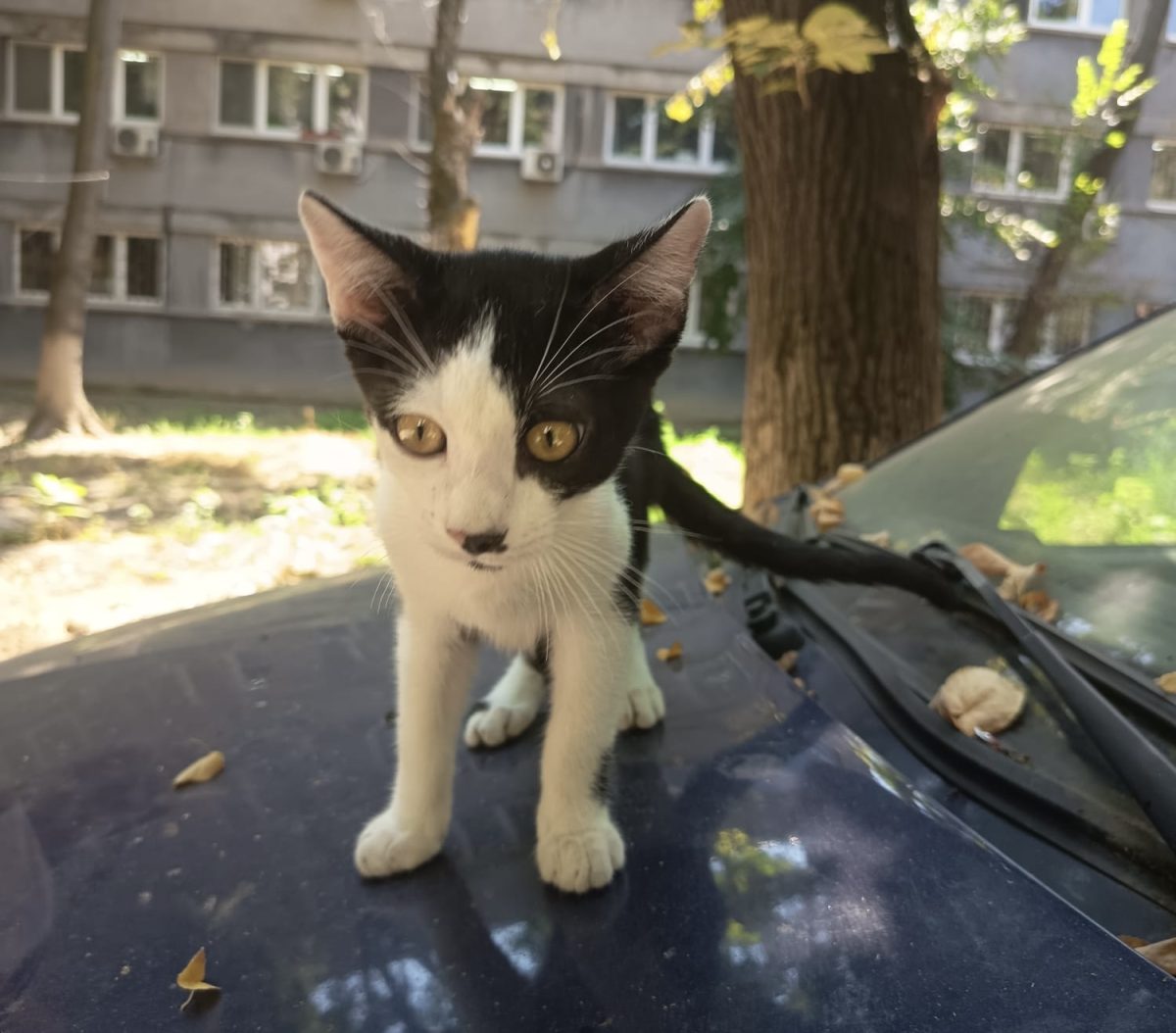 Doi fratiori isi cauta cu disperare casuțe!💙💙💙
