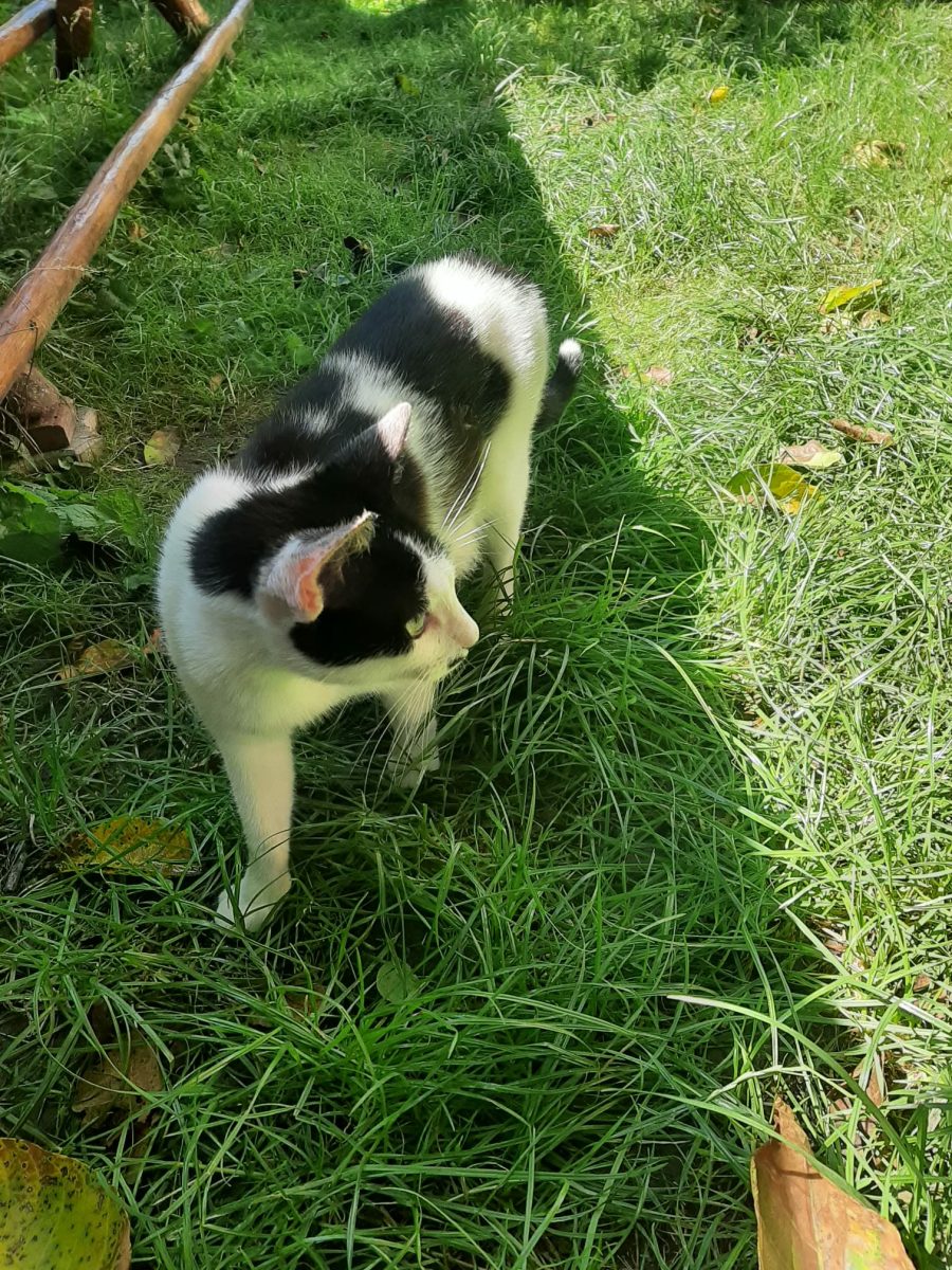 Adoptie pisicute ale nimanui
