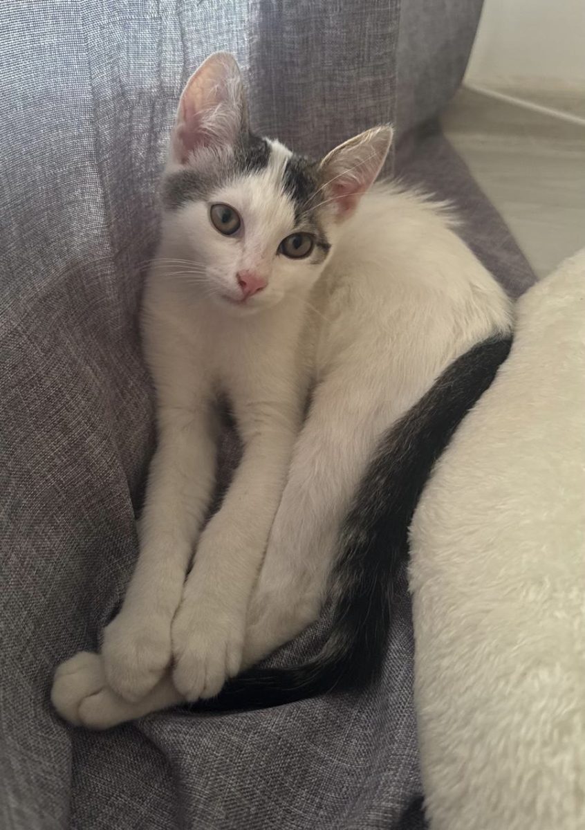 Pusoiasul Tedi are nevoie de adopție!💙💙💙