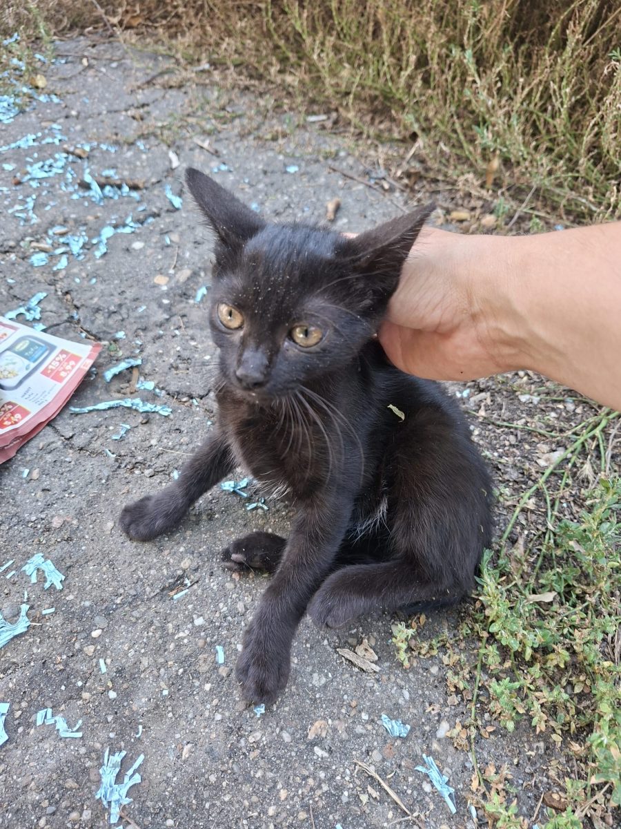 Micuța aceasta așa neagră cum este ea,are urgent nevoie de adopție!🙏🙏🙏