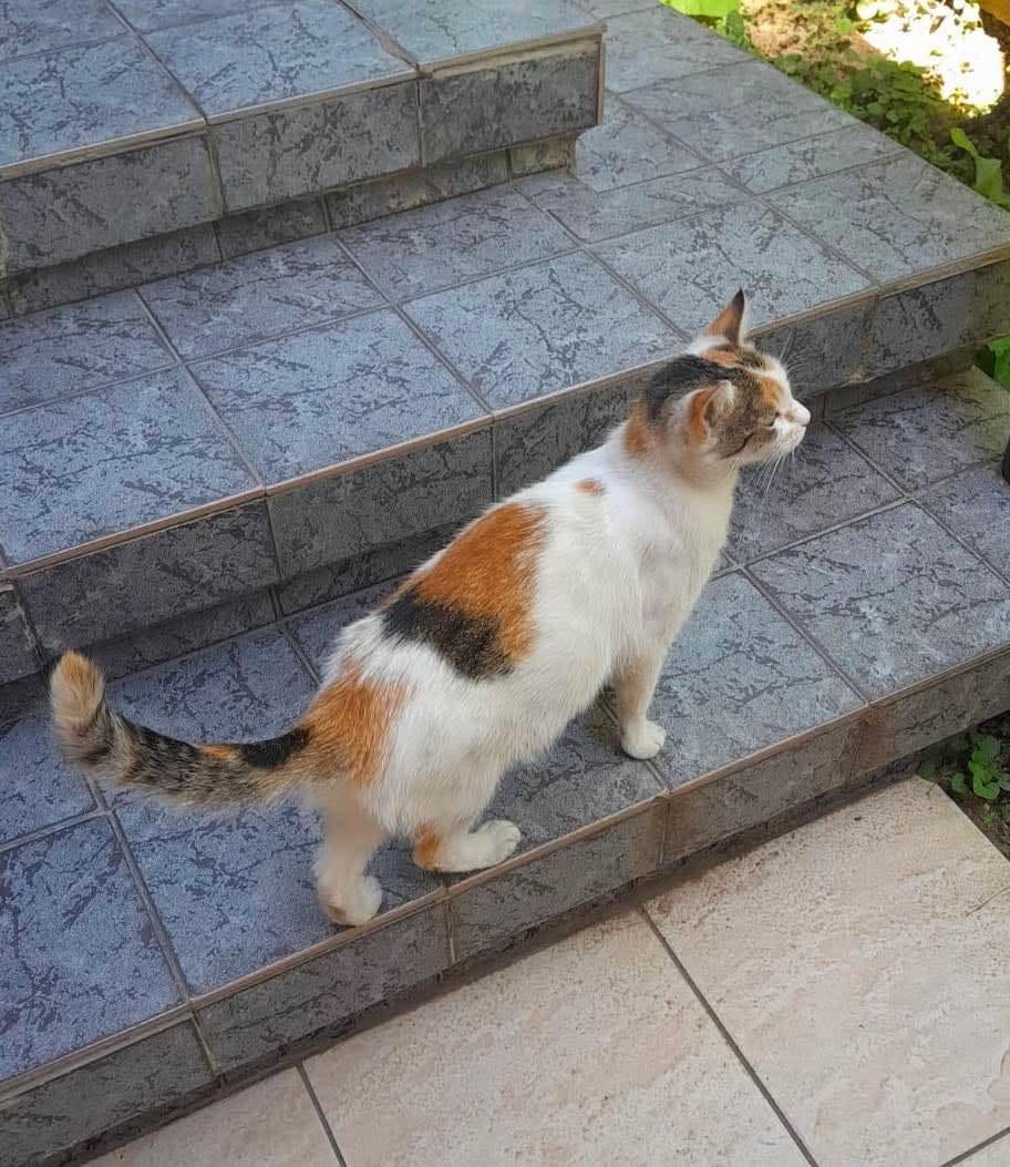 Sisi si Printi au nevoie de o familie
