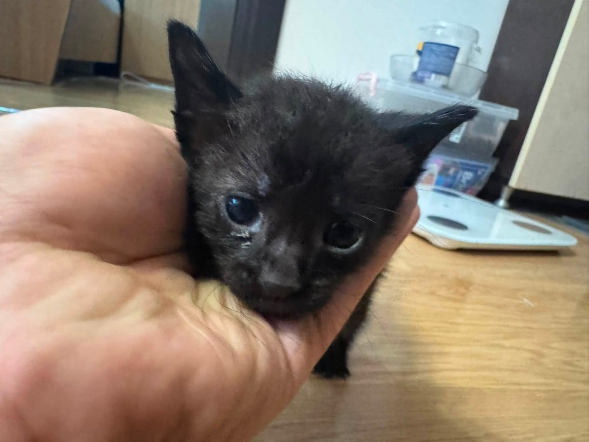 Adoptie pisica neagra mica