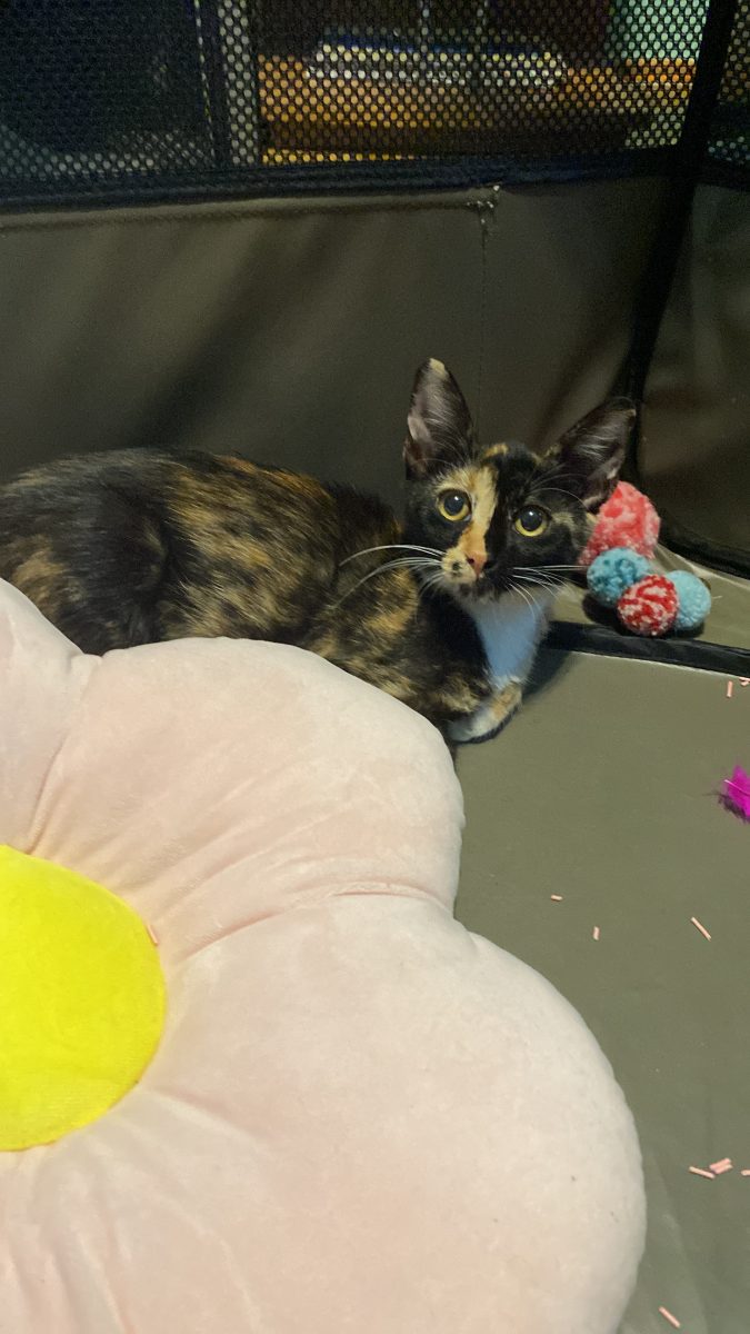 Fetita tortie isi cauta familie ❤️