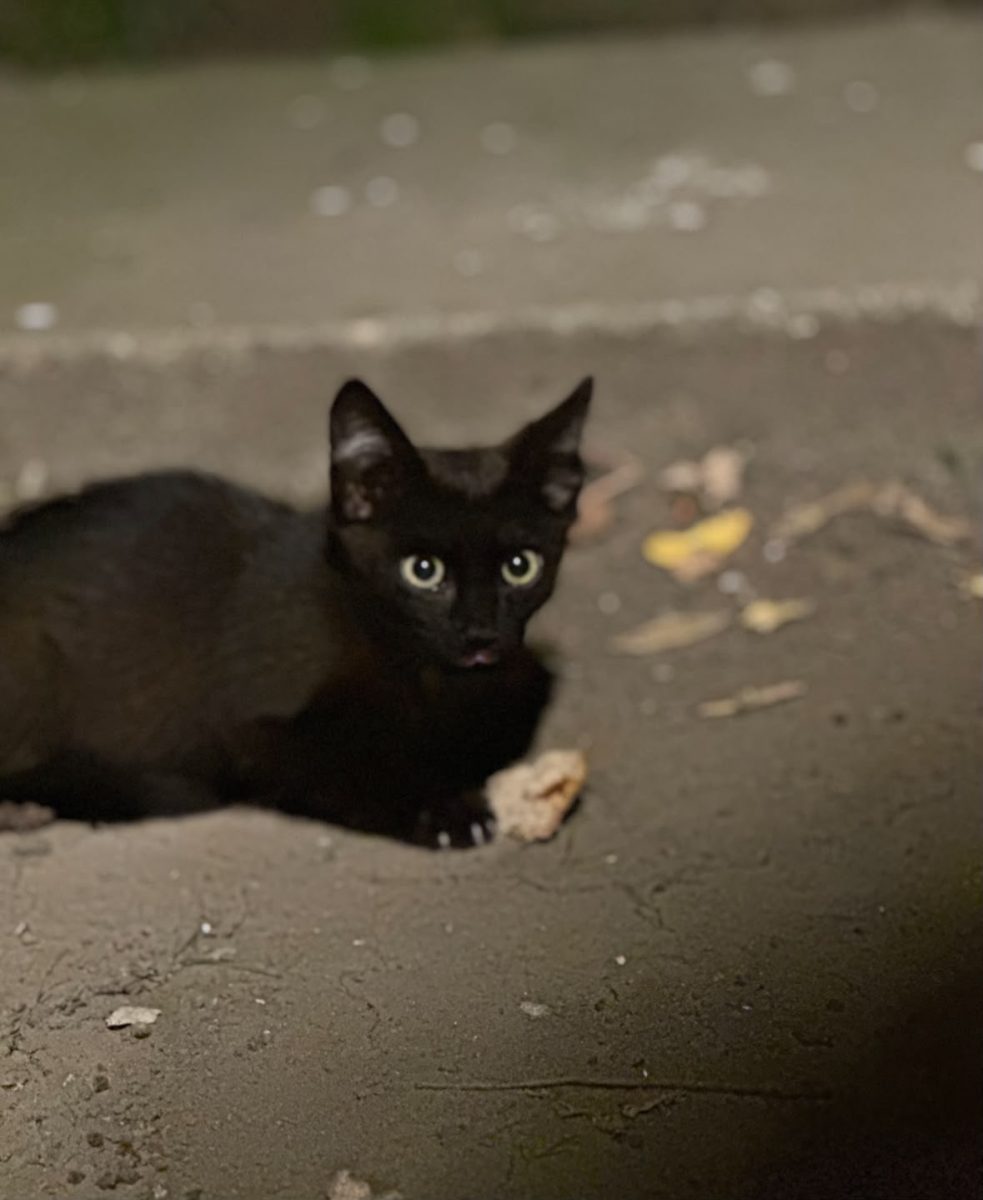 Pisicuță de 2 luni are nevoie de casa