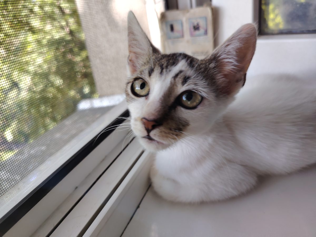 Dau spre adoptie pui de pisica
