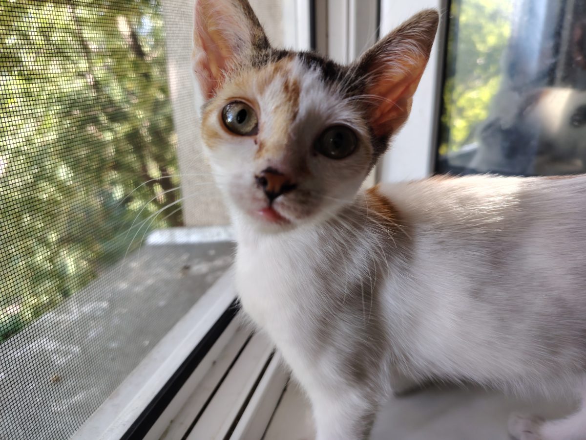 Dau spre adoptie pui de pisica