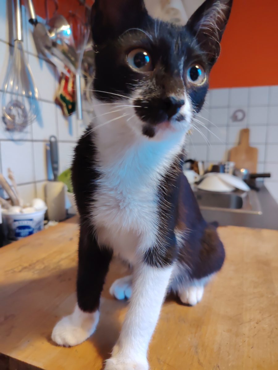 Dau spre adoptie pui de pisica