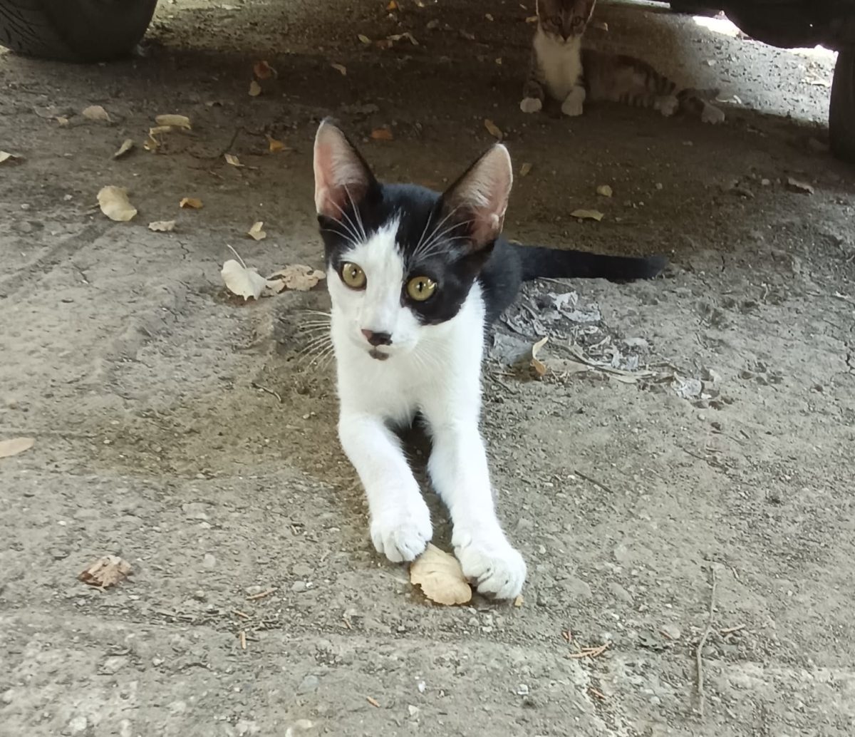 Două suflete pierdute își doresc o căsuță!💙💙💙