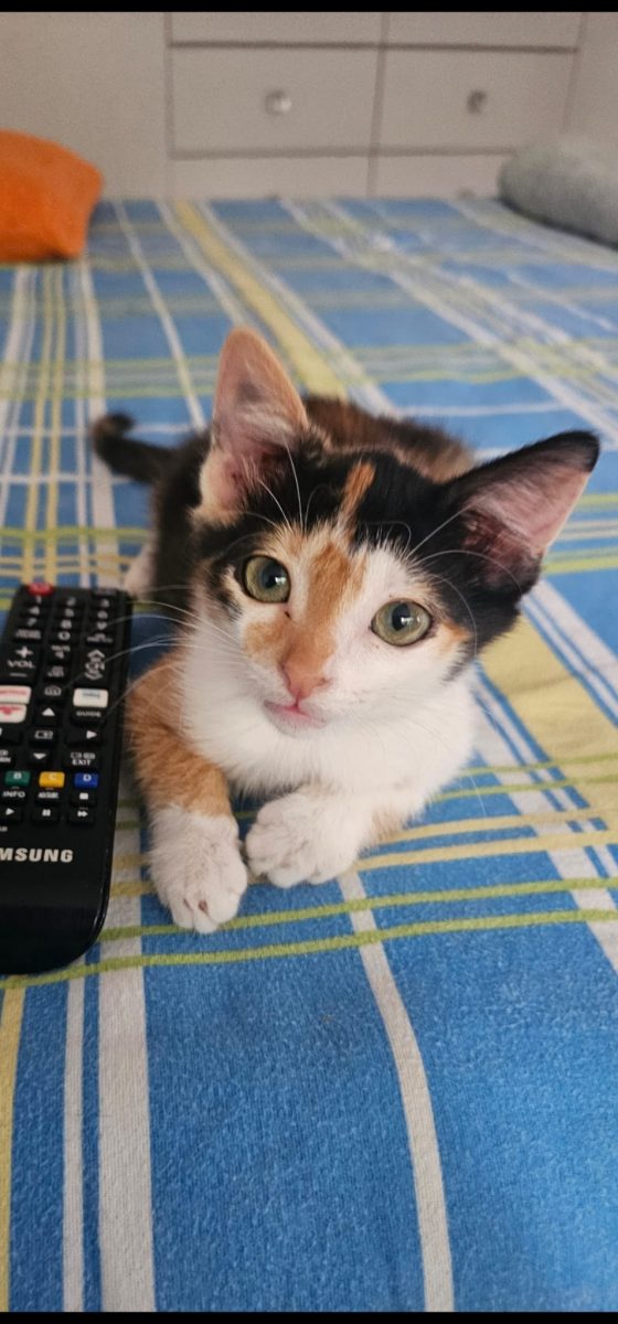 Motanel Calicuț pentru adopție!!!💙💙💙