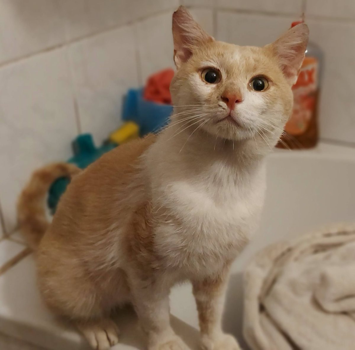 Archie atat de bun si bland! In pericol pe strada!!
