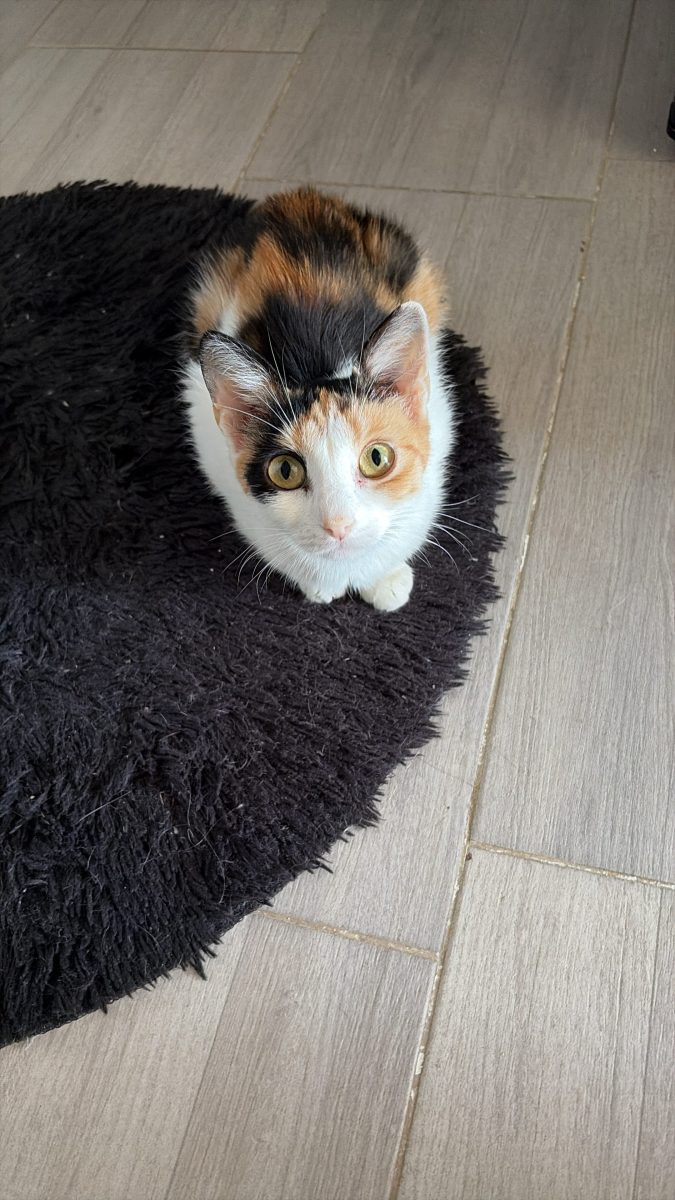 🐾 Își caută o familie iubitoare! 🧡🤍🖤