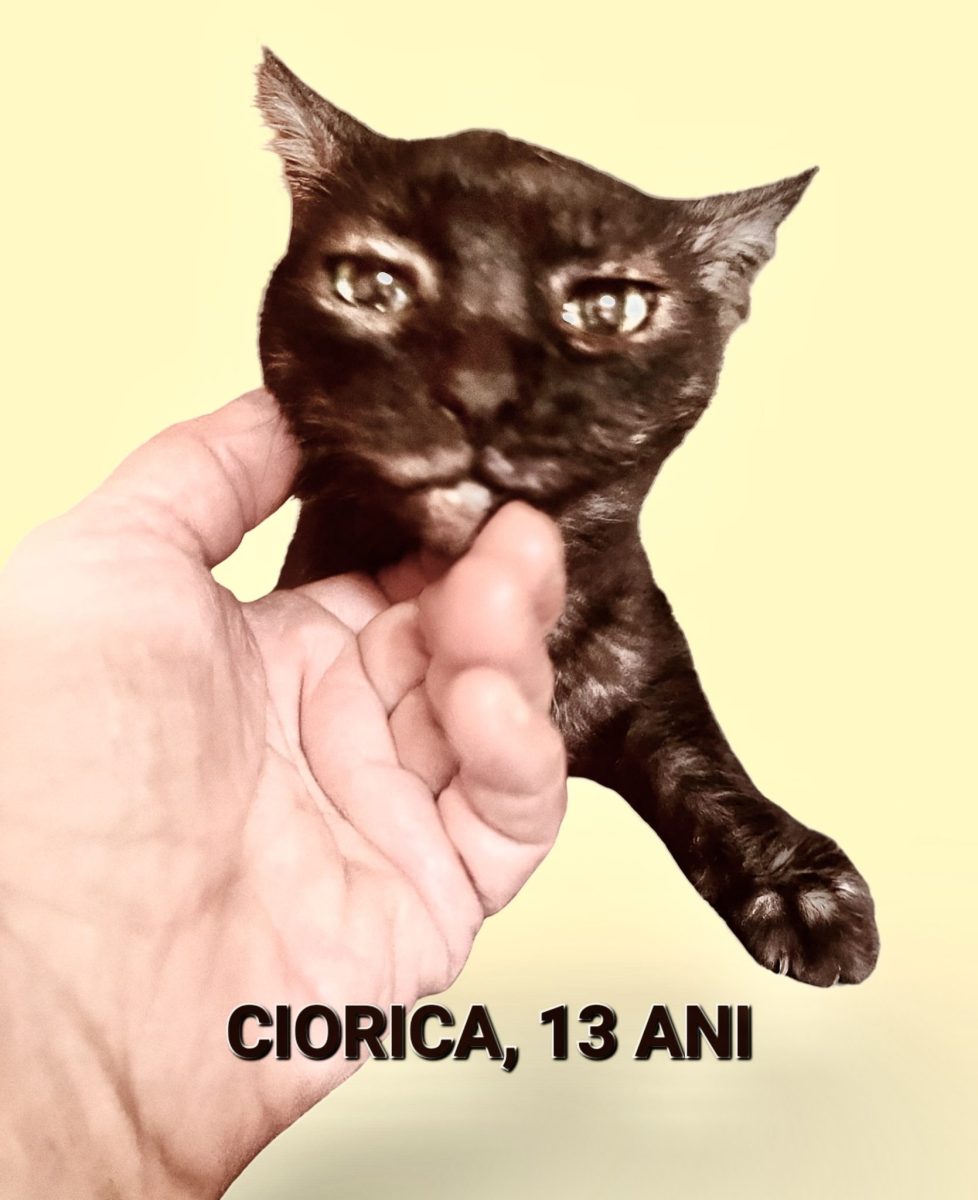 Ciorica| 13 ani| sterilizată| a murit stăpâna