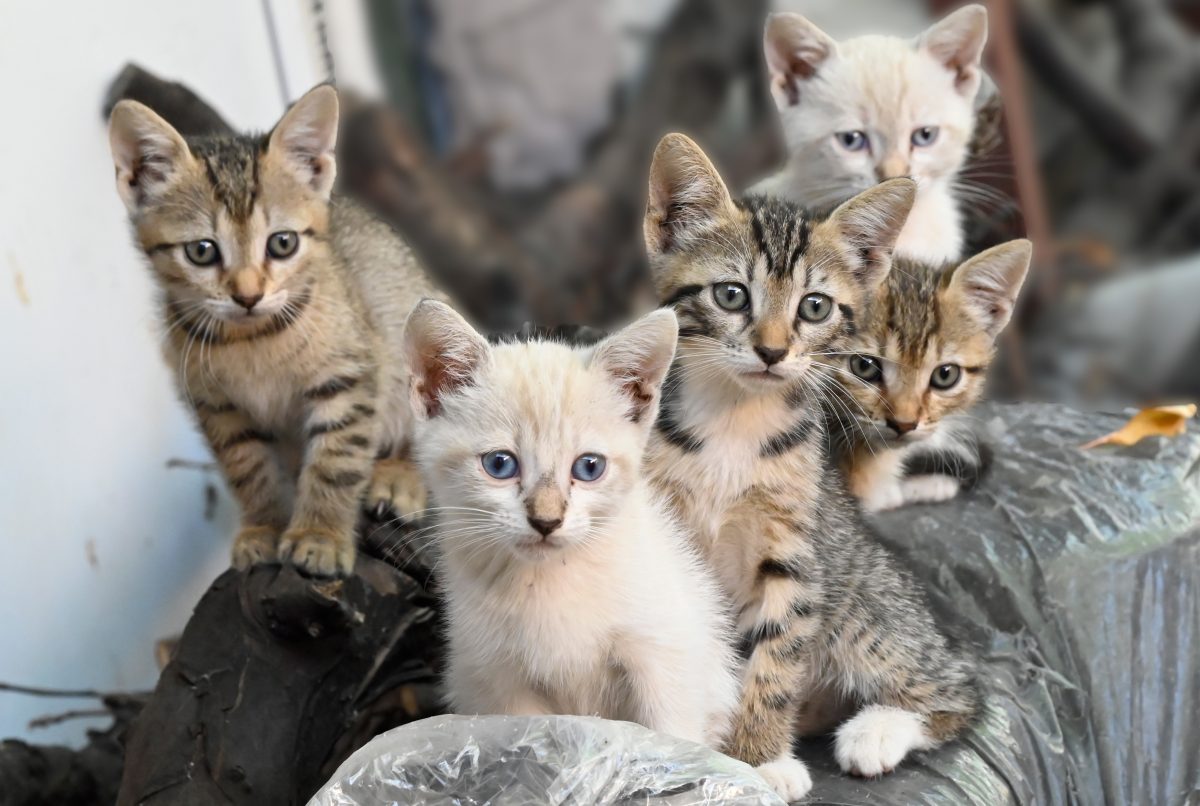 5 pisicute dragalase isi cauta stapani iubitori