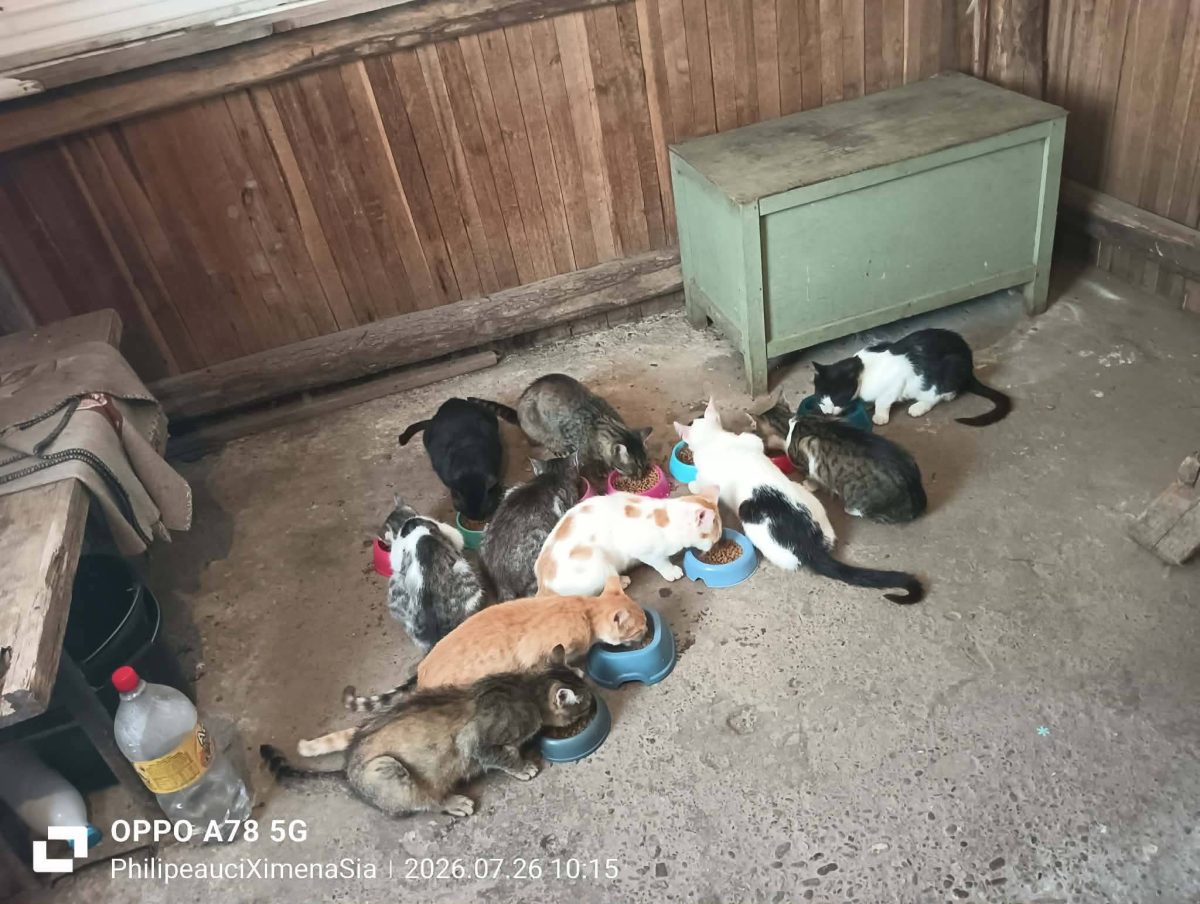Donați Pentru Pisicile Care Sunt În Grija Mea