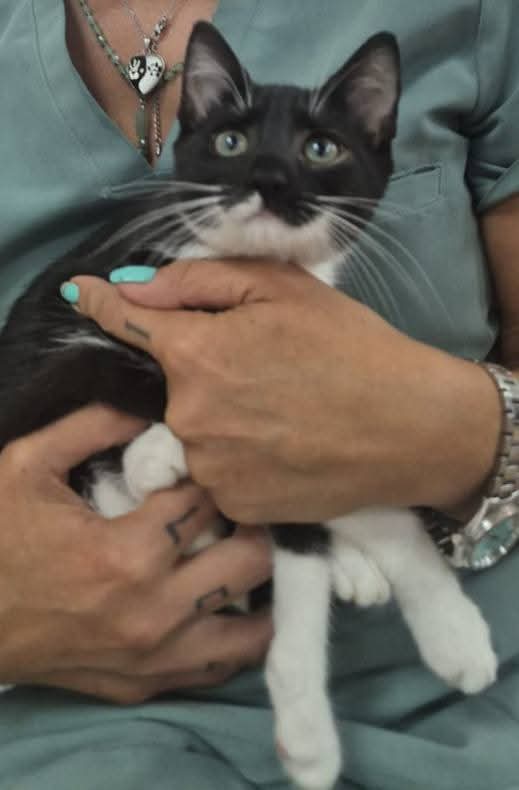 Pisica / motanel tuxedo