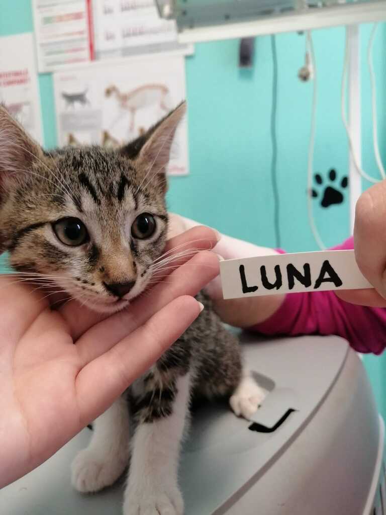 Luna