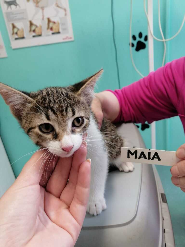 Maia