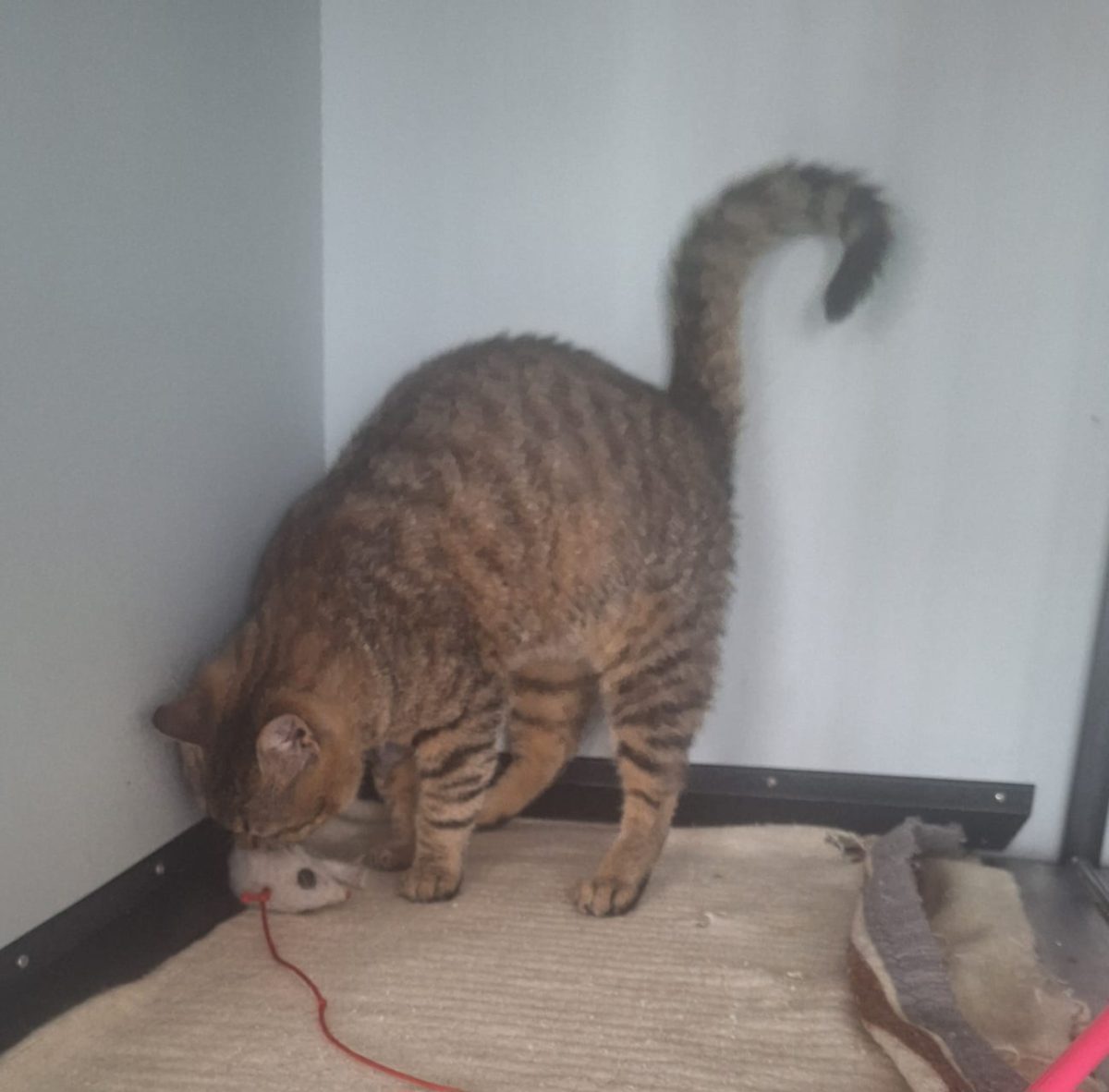 Adoptie motan tigrat Suschi