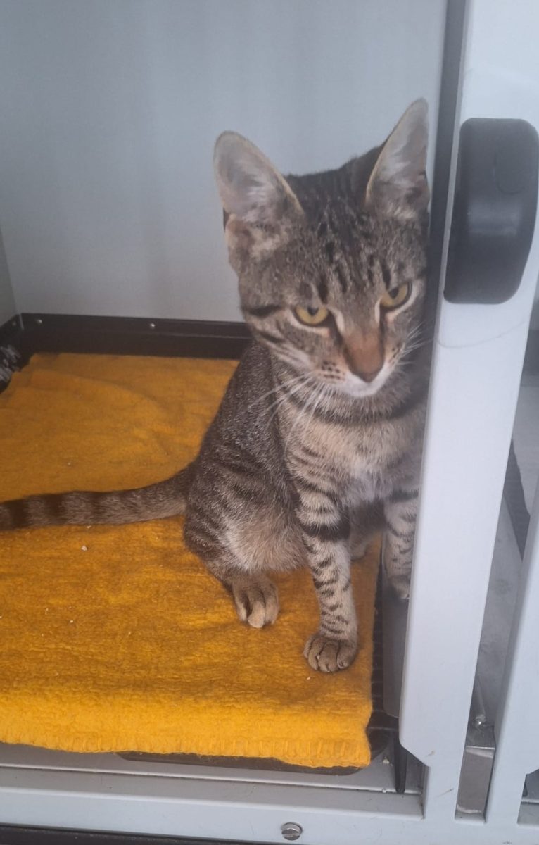 Adoptie motan castrat Mozzart