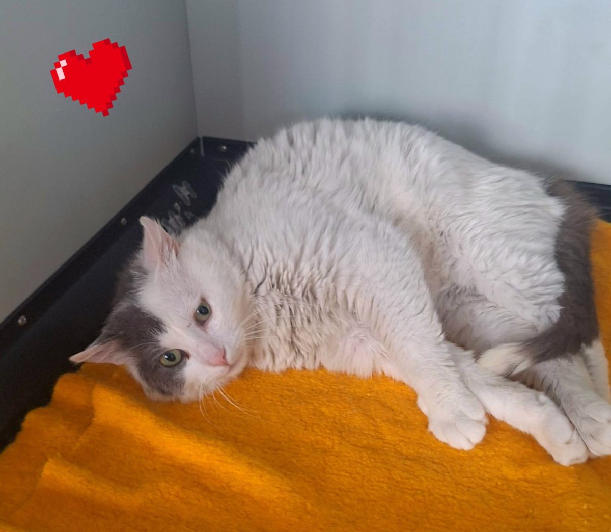 Adoptie motan castrat Simba