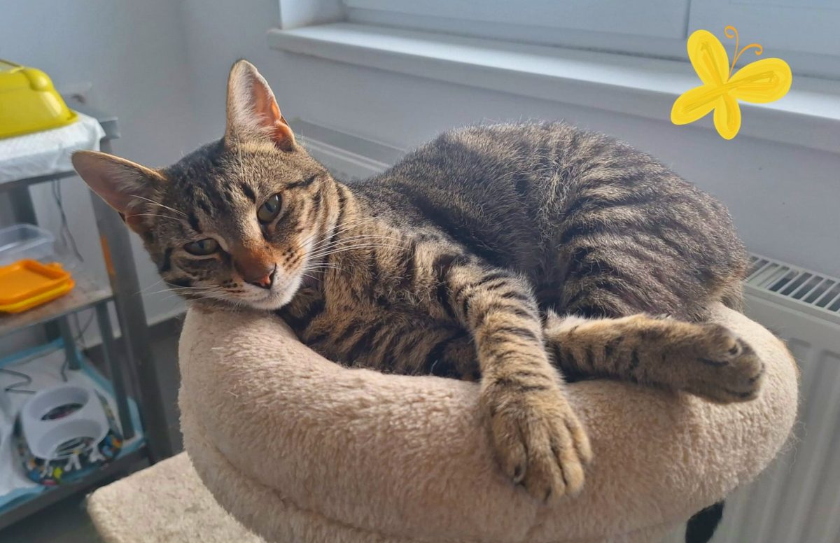 Adoptie motan tigrat Suschi