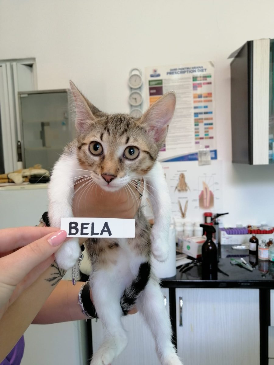 Bela