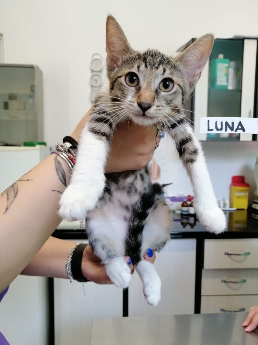 Luna