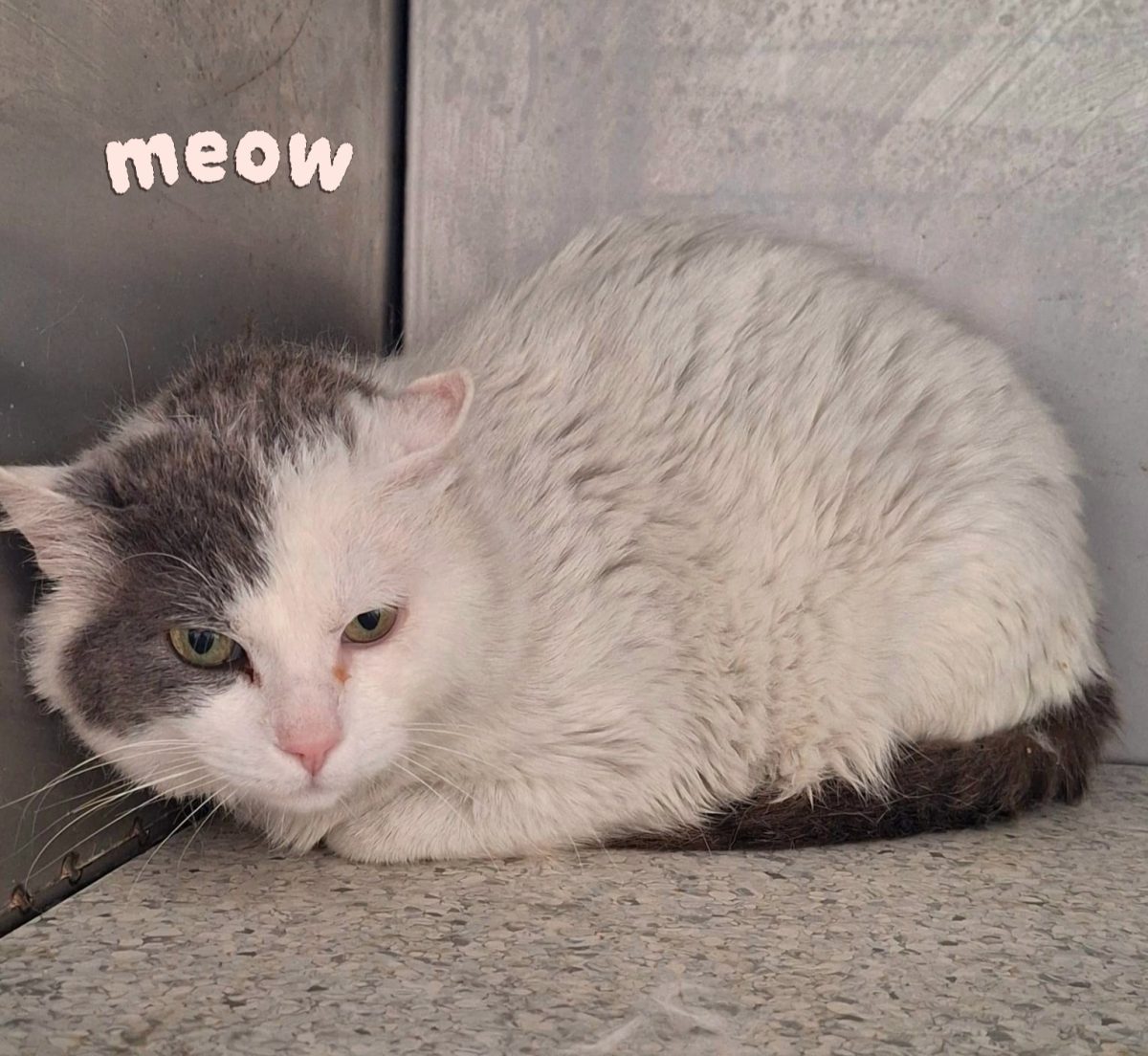 Adoptie motan castrat Simba