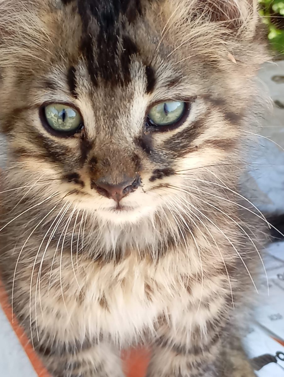 Puiuți abandonați