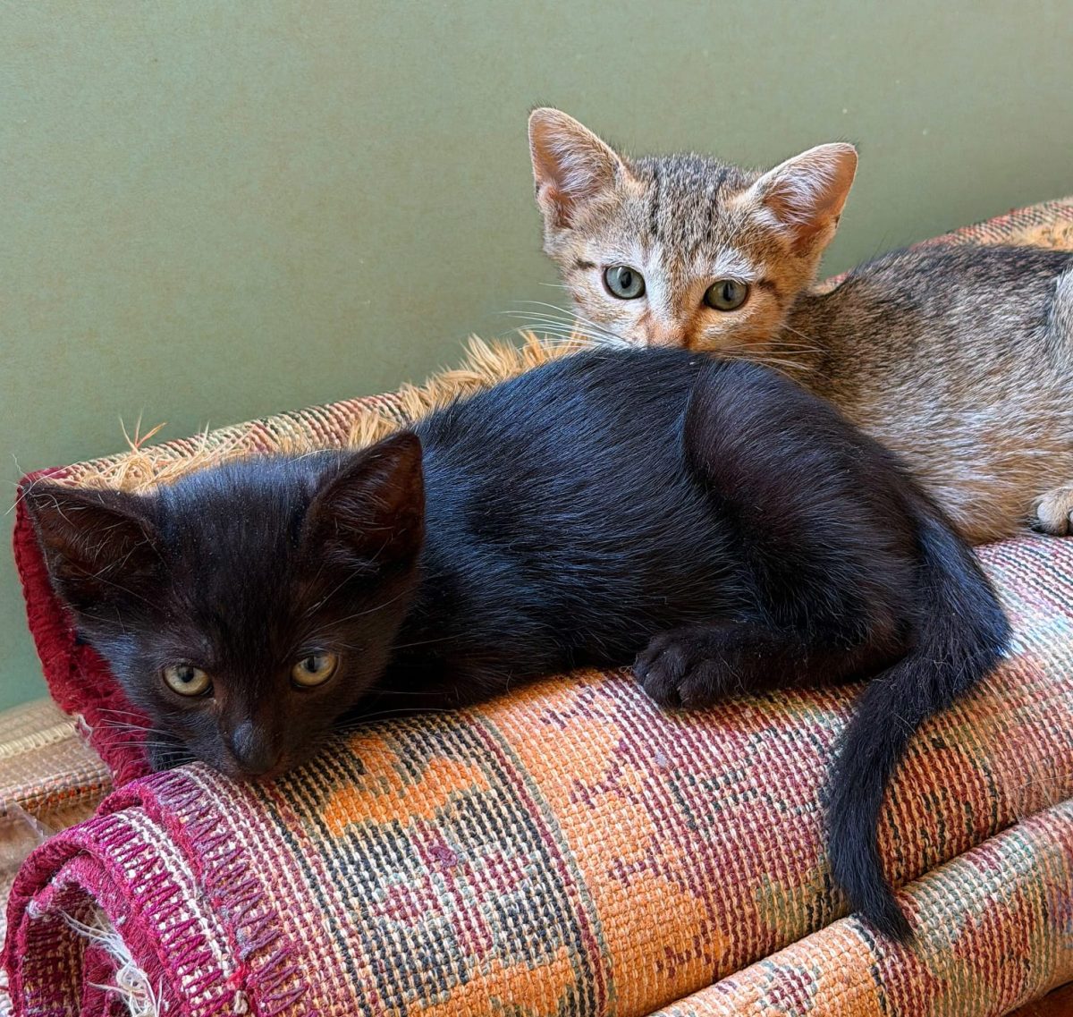 Adoptie pui de pisica