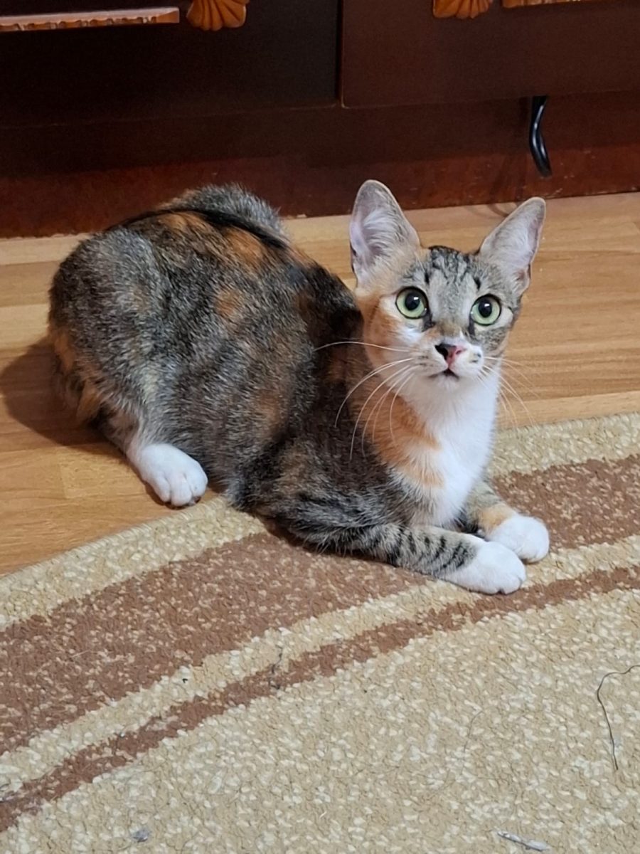 Wobbly – o pisicuta speciala