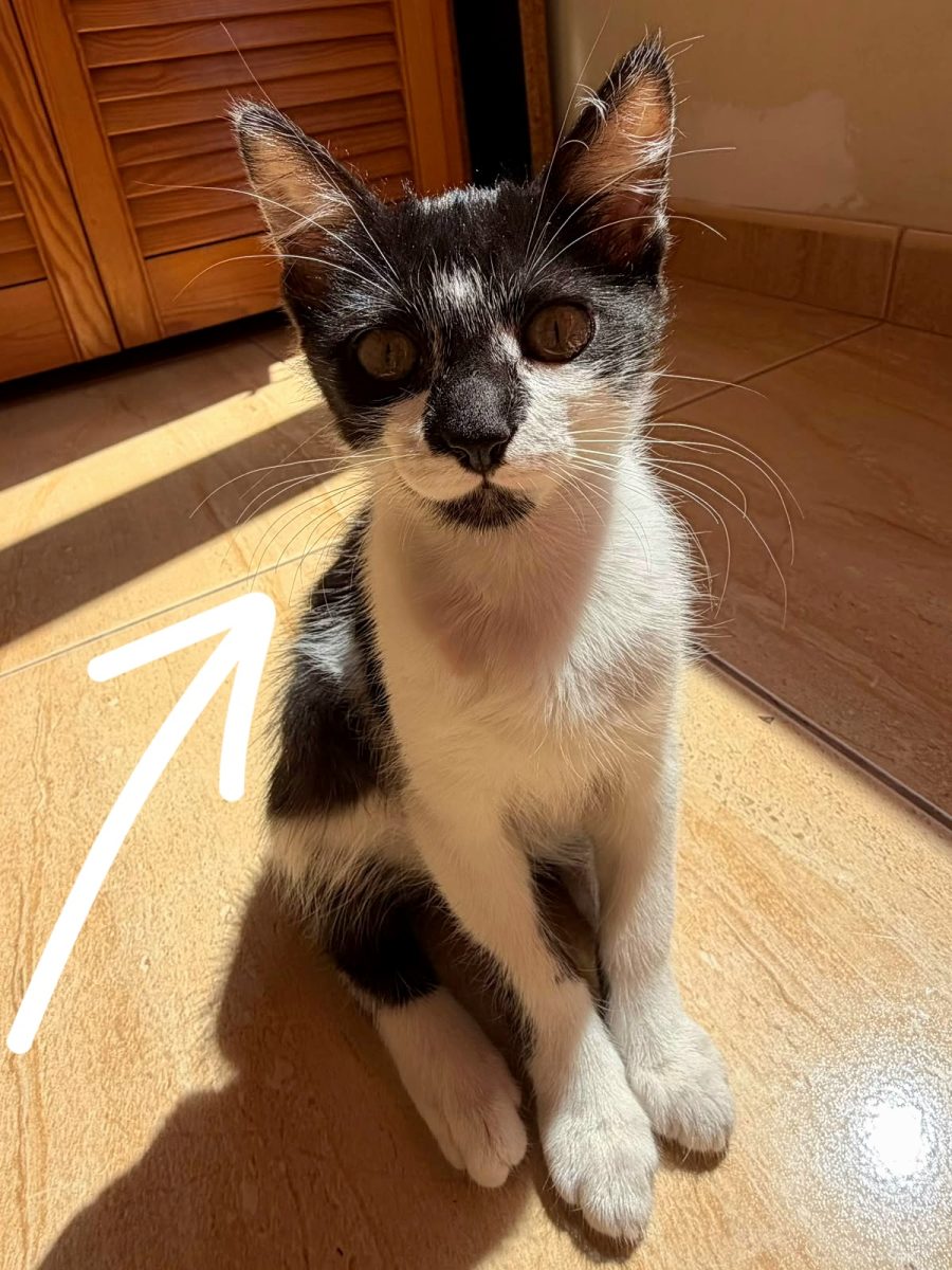 Adoptie pui de pisica Sisi