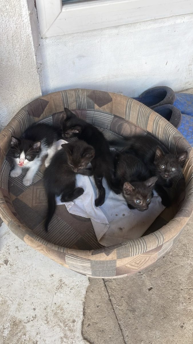 adoptie 5 pui de pisicuta