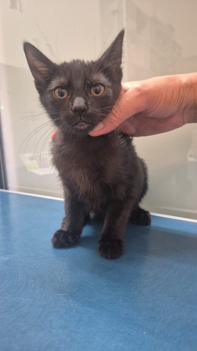 Adoptie fetita micuta neagra